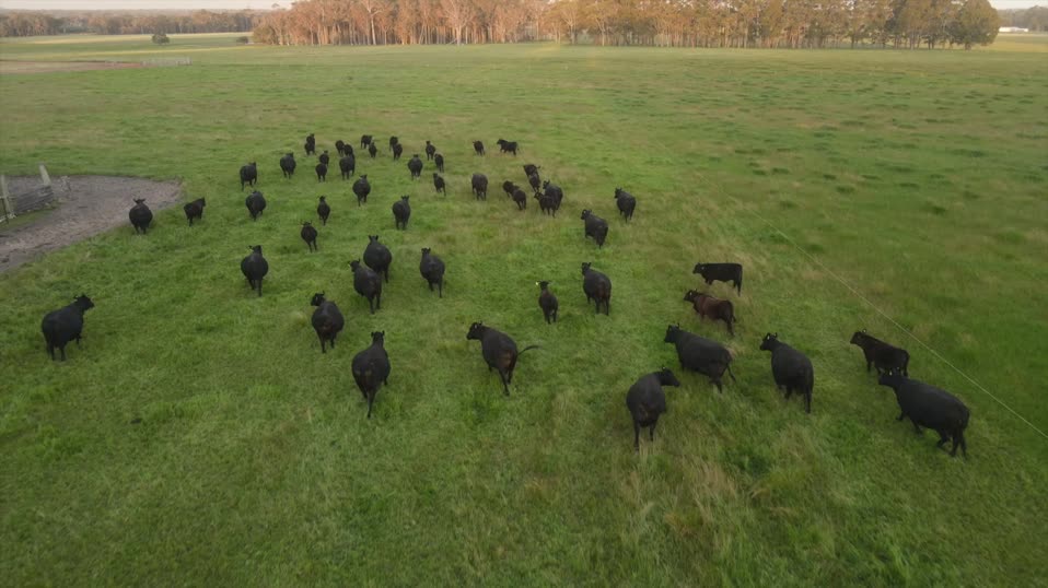Cattle grazing on pasture served by a LeBaron waterline